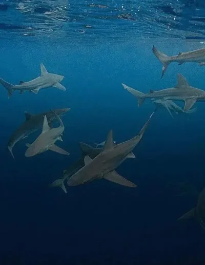 An image of a school of sharks swimming in the open ocean.