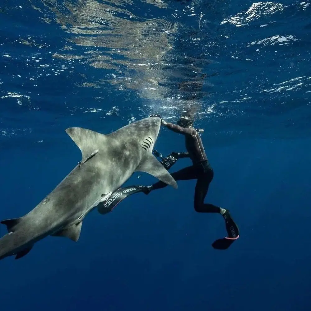 An image of a shark diving pushing the nose of a large shark. 