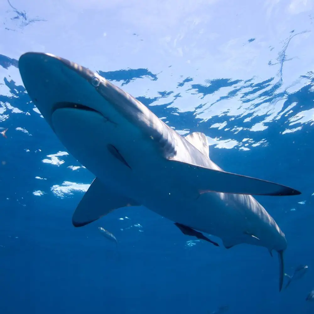 An image of a blacktip shark on a west florida sharks diving adventure out of sarasota