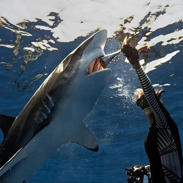 An image of a shark diver feeding a silky shark on a West Florida Shark Diving tour. 