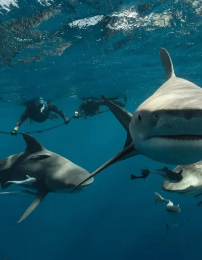 An image of sharks looking at the camera during a shark diving adventure.