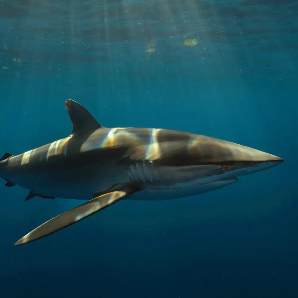 AN image of dusky sharks in the water on a west florida shark diving trip