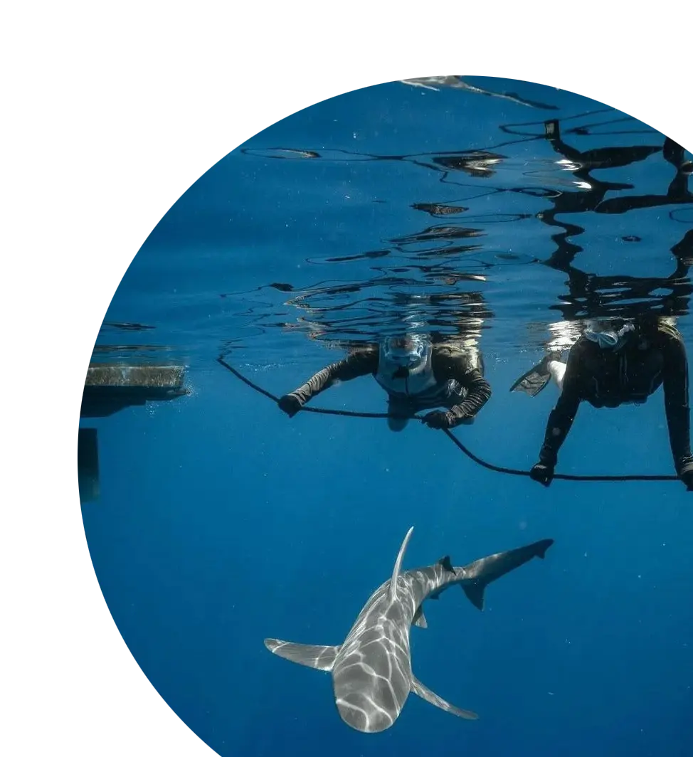 An image of shark divers on a rope with sharks on a west florida shark diving trip. 