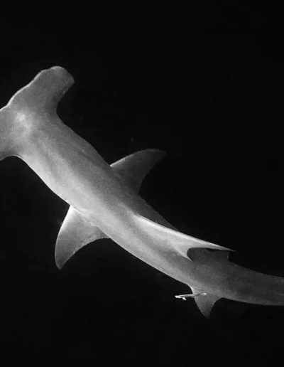 An image of hammerhead shark in the ocean.