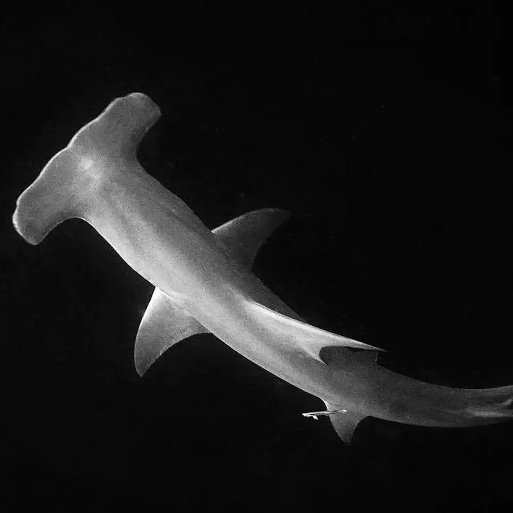 An image of a hammerhead shark on a west florida shark diving adventure. 