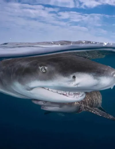 An image of a lemon shark in the ocean.