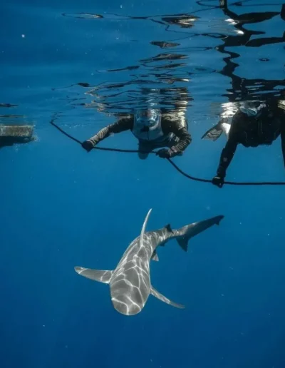 An image of a group of divers on a rope during a shark diving trip.