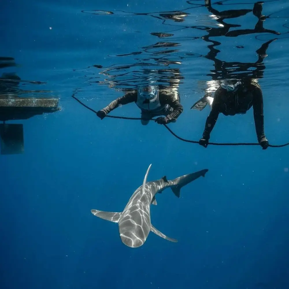 An image of shark divers on a west florida shark diving trip. 