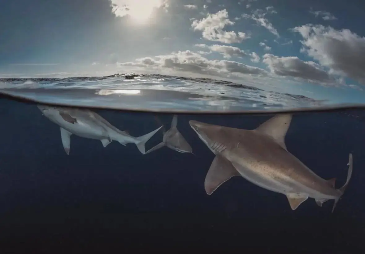 An image of sharks in the ocean at dusk on a west florida shark diving  adventure. 