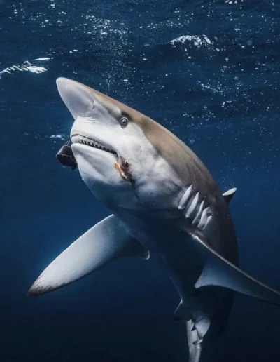 An image of silky sharks on a diving adventure with west florida shark diving.