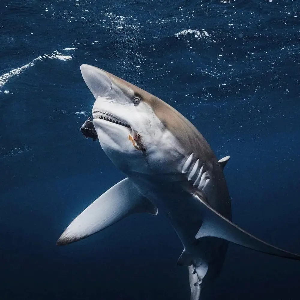 An image of a silky shark eating a piece of biat. 