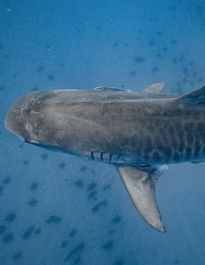 An image of a tiger shark in the ocean.