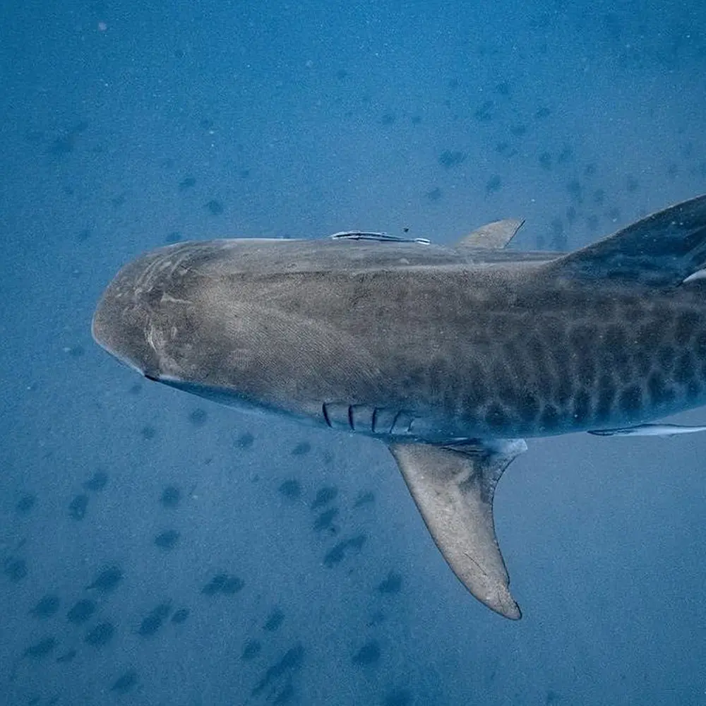 An image of a tiger shark on a west florida shark diving trip. 