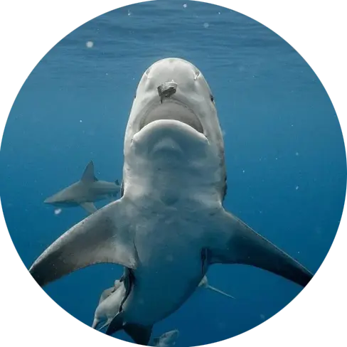 An image of a shark taking a piece of food in its mouth on a West Florida Shark Diving tour. 