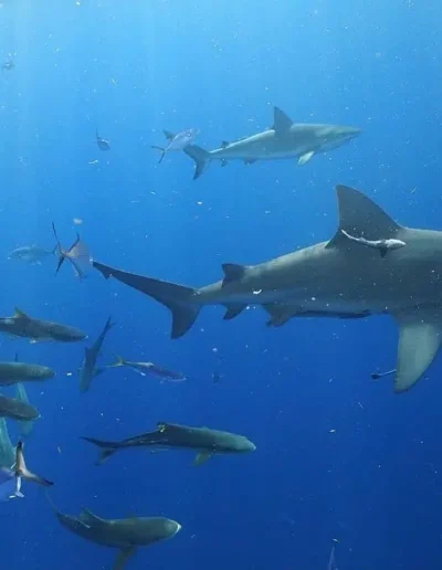 An image of a school of sharks swimming.