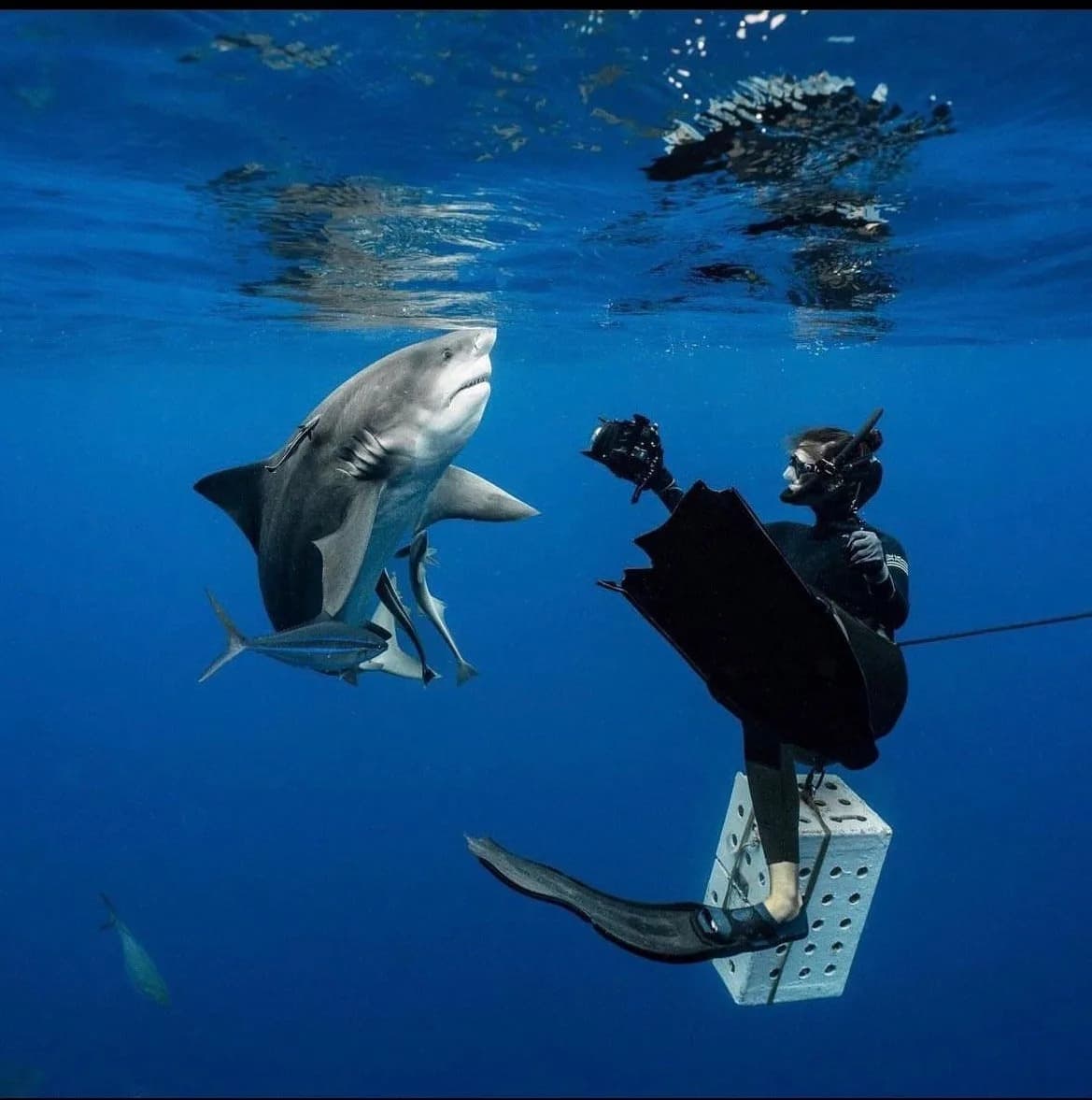 An image of a shark being filmed in a professional film capacity. 