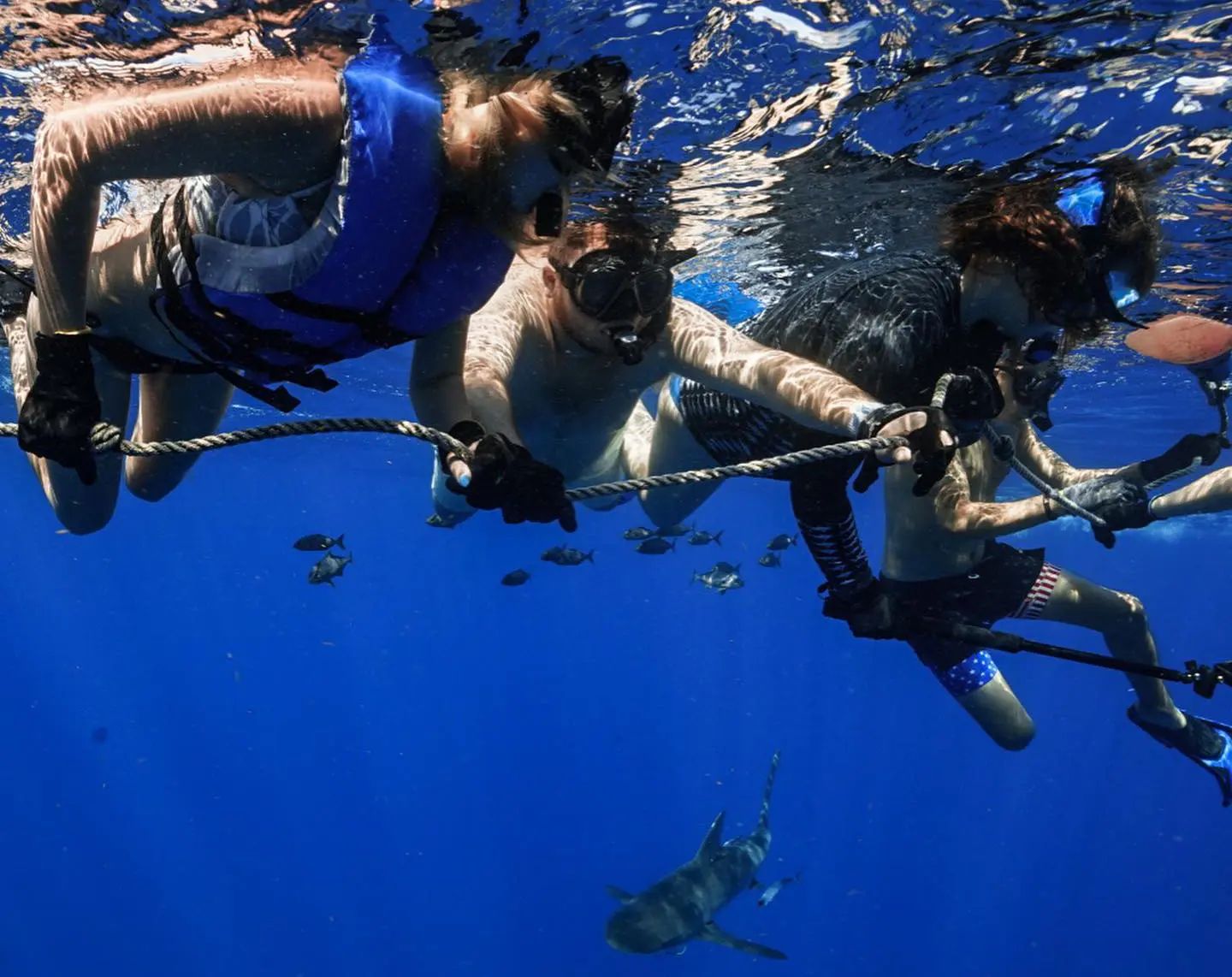 An image of shark divers on a tethered rope on a shark diving adventure with West Florida Shark Diving