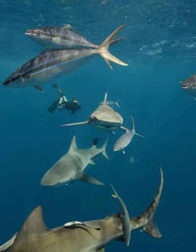 An image of sharks in the water on a west florida shark diving trip.