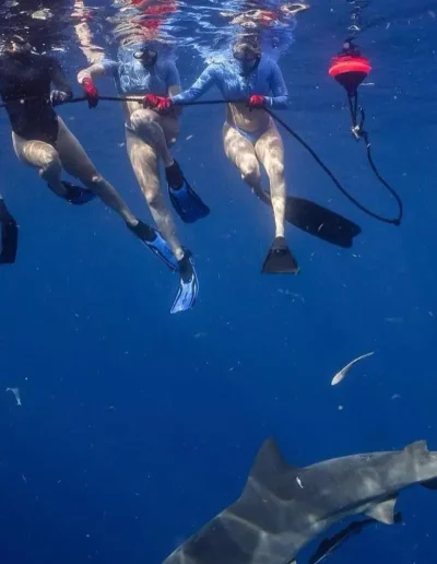 An image of divers on a shark diving tour off of Sarasota and West Florida.