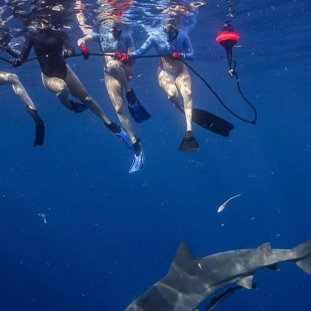 An image of divers on a Sarasota Shark Diving Trips with West Florida Shark Diving