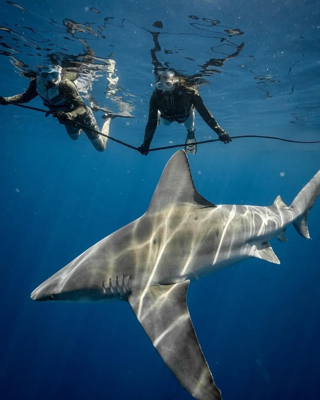 An image of a hammerhead shark on a Tampa Shark Diving adventure with West Florida Shark Diving